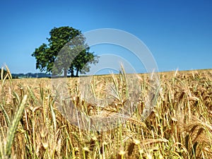 Alone lime tree in middle of barley or wheat field. Blue sky