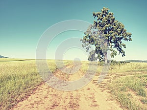 Alone lime tree in middle of barley or wheat field. Blue sky