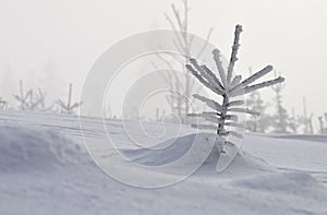 Alone little snowy spruce in winter landscape