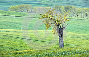 Alone little tree in green fields
