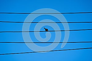 Alone and lonely concept with selective focus of one single bird on electric cable line, Bird perched on electrical wires with