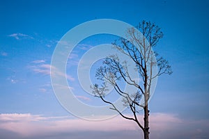 Alone or lonely dry tree in twilight time of winter seasonal.