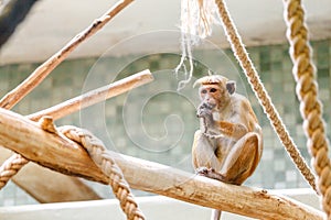 alone macaque monkey in the zoo