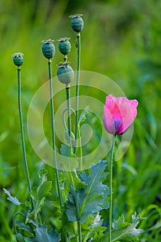 Alone mauve flower of uncultivated common poppy Papaver Somniferum in front of stems with seed capsule grow on countryside road