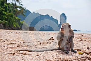 Alone monkey on a beach