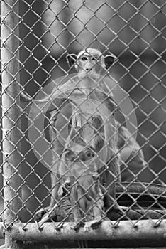 Alone monkey in cage