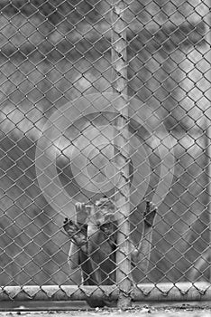 Alone monkey in cage