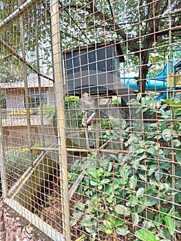 The alone monkey cage