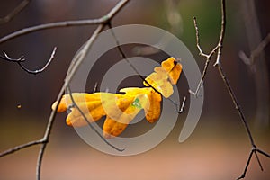Alone oak leaf on tree twig