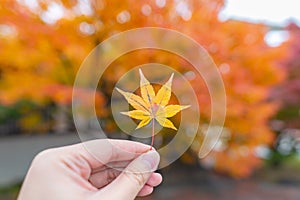 Alone Orange Maple Leaf Autumn in temple, Kyoto, Japan