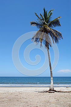 Alone palm tree