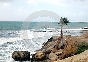 Alone palm tree on stony coast infront a stormy sea with waves break about the empty wild beach against the cloudy sky on overcast