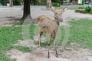 Alone panolia eldii in safari