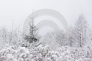 Alone pine Christmas tree in frozen meadow. Winter in Lithuani