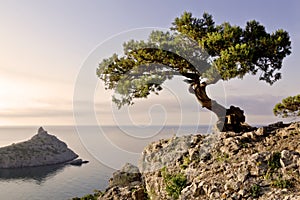 Alone pine tree growing on the slope of the mountain in the Crimea