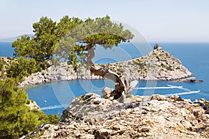 Alone pine tree growing on the slope of the mountain