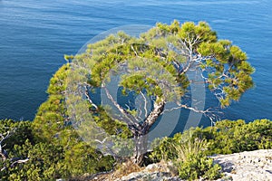 Alone pine tree growing on the slope of the mountain