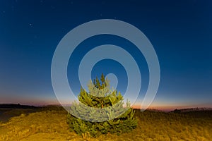 Pine tree among a prairie under a starry sky in a twilight