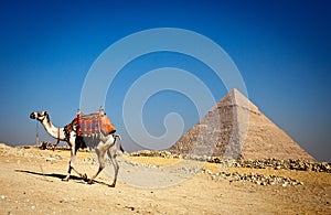 Alone pyramid and lonely camel