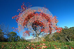 Alone red autumn tree