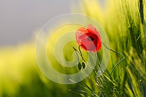 Alone red poppy flower in spring wheat field during calm morning