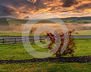 Alone red tree on meadow at sunset