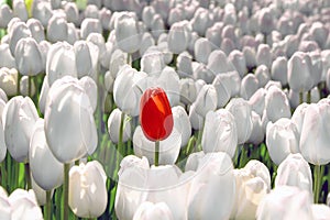 Alone red tulip in a field of white, the concept is unique, special, rare