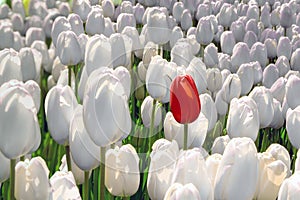 Alone red tulip in a field of white, the concept is unique, special, rare