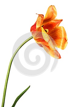 Alone red-yellow tulip flower isolated on white background