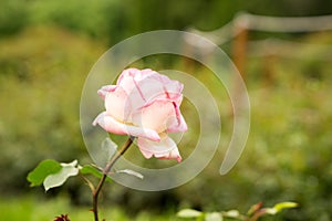 Alone romantic pink rose growing in the outdoor garden violet background