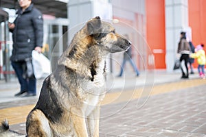 the alone sad homeless dog waiting for the owner outdoor in the street