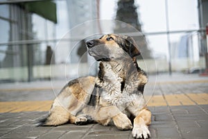 the alone sad homeless dog waiting for the owner outdoor in the street