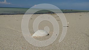 Alone Sea Shell at Shoreline