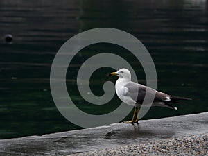 Alone seagull at harbor