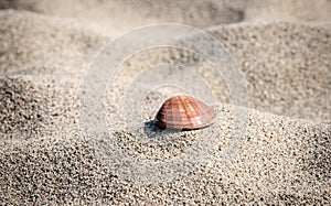 Single seashell lying on the waves of sand - nature background