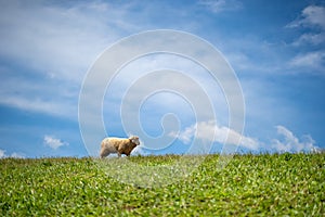 Alone sheep on the mountain farm against green grass fields with blue sky and white clouds. Cheeps on the green grass