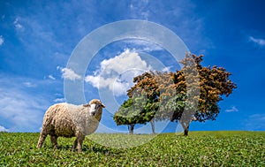 Alone sheep on the mountain farm against green grass fields with blue sky and white clouds. Cheeps on the green grass