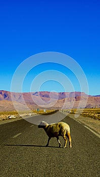 Alone sheep walking in the road with the view to Atlas Mountains Africa Morocco