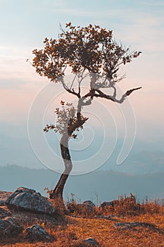 Alone or single one tree on the mountain hill cliff in the forest at sunset or evening time.