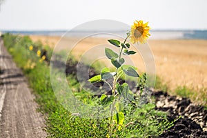 Alone single sunflower on the edge of rural dirt road