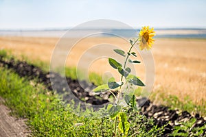 Alone single sunflower on the edge of rural dirt road