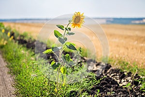 Alone single sunflower on the edge of rural dirt road