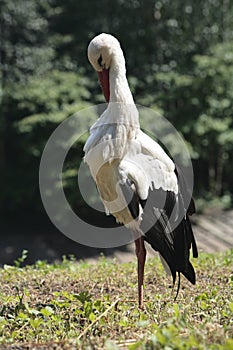 Alone stork