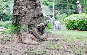 Alone stray dog live in park.