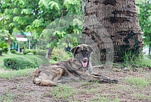 Alone stray dog live in park.