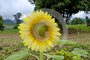 Alone sunflower field photo