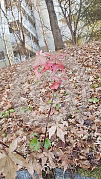 Alone survived winter small maple tree growing