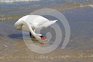 Alone swan on the beach try to drink sea water