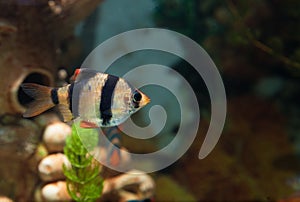 Alone Tiger barb freshwater fish in aquarium