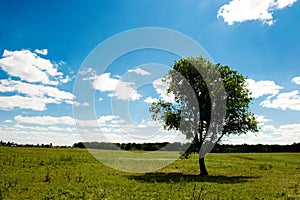 Alone tree photo